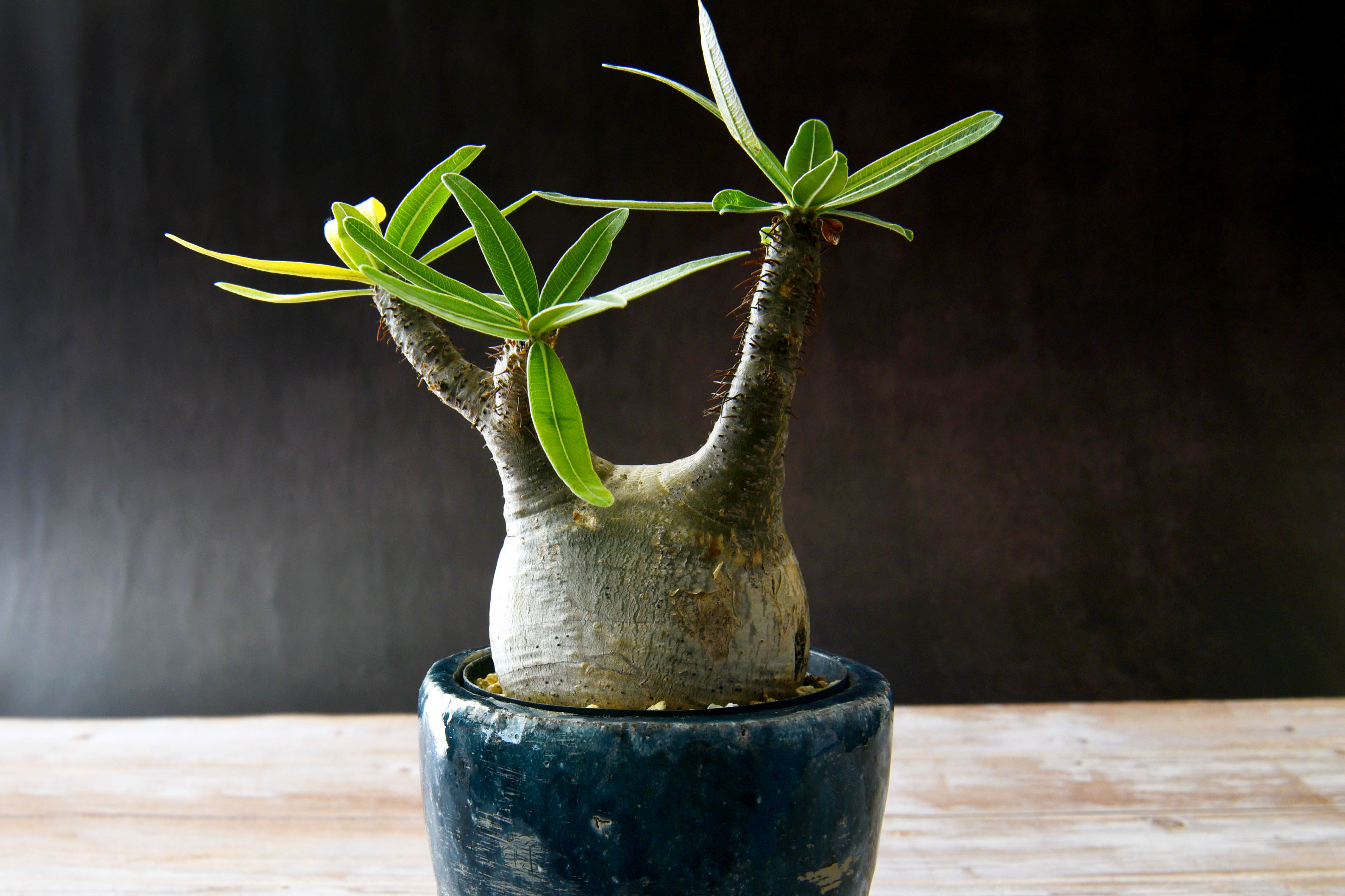 塊根植物